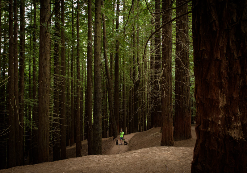 Bosque de Secuoyas de Cabezón de la Sal, Cantabria