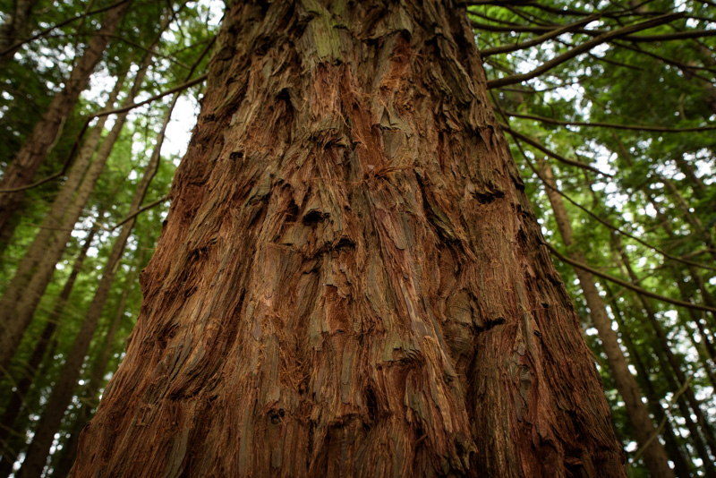 Bosque de Secuoyas de Cabezón de la Sal, Cantabria