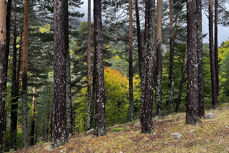 Bosque de la Laguna Negra